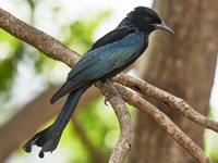 Loài chim bắt chước tiếng kêu loài khác để kiếm ăn 