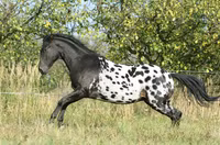 Giống ngựa nổi tiếng ở Mỹ có màu lông độc đáo 