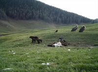 Bí ẩn về loài vật nhanh như sói và mạnh như gấu