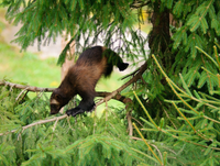 Bí ẩn về loài vật nhanh như sói và mạnh như gấu