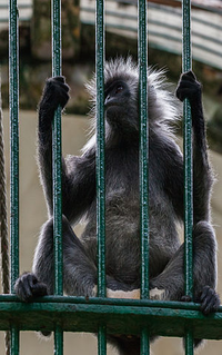 Loài linh trưởng quý hiếm trong sách Đỏ thế giới chỉ có ở Việt Nam