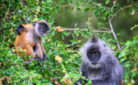 Loài linh trưởng quý hiếm trong sách Đỏ thế giới chỉ có ở Việt Nam