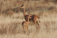 Sự kỳ lạ về loài linh dương cổ dài không cần uống nước 