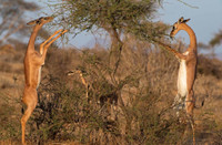 Sự kỳ lạ về loài linh dương cổ dài không cần uống nước 