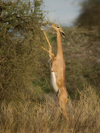 Sự kỳ lạ về loài linh dương cổ dài không cần uống nước 