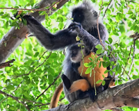 Loài linh trưởng quý hiếm trong sách Đỏ thế giới chỉ có ở Việt Nam