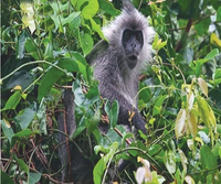 Loài linh trưởng quý hiếm trong sách Đỏ thế giới chỉ có ở Việt Nam