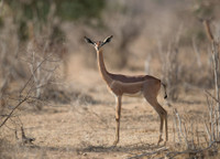 Sự kỳ lạ về loài linh dương cổ dài không cần uống nước 