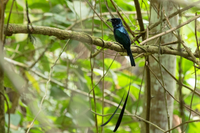 Loài chim bắt chước tiếng kêu loài khác để kiếm ăn 