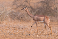 Sự kỳ lạ về loài linh dương cổ dài không cần uống nước 