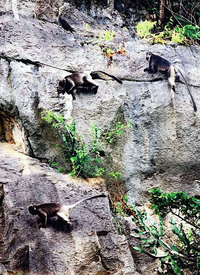 Loài linh trưởng quý hiếm trong sách Đỏ thế giới chỉ có ở Việt Nam