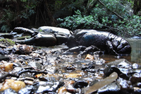 Bí mật về loài tôm hùm nước ngọt lớn nhất thế giới có nguy cơ tuyệt chủng