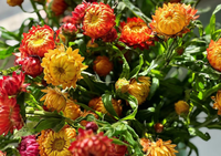 Mê mẩn trước vẻ đẹp của loài hoa “trường sinh bất tử”