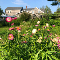 Mê mẩn trước vẻ đẹp của loài hoa “trường sinh bất tử”