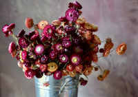 Mê mẩn trước vẻ đẹp của loài hoa “trường sinh bất tử”