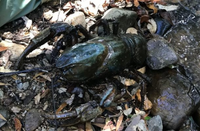 Bí mật về loài tôm hùm nước ngọt lớn nhất thế giới có nguy cơ tuyệt chủng