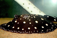 Loài cá nhìn như cây nấm có giá lên đến vài tỷ đồng