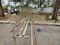 Trưa 30 Tết: Đào, hoa Tết đại hạ giá 