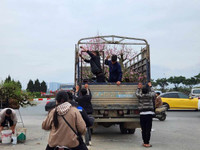 Trưa 30 Tết: Đào, hoa Tết đại hạ giá 