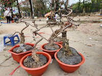 Trưa 30 Tết: Đào, hoa Tết đại hạ giá 