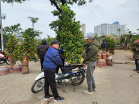 Trưa 30 Tết: Đào, hoa Tết đại hạ giá 