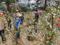 Trưa 30 Tết: Đào, hoa Tết đại hạ giá 