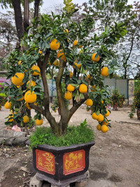 Trưa 30 Tết: Đào, hoa Tết đại hạ giá 