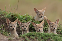 Những điều chưa biết về loài sói rừng Việt Nam quý hiếm