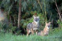 Những điều chưa biết về loài sói rừng Việt Nam quý hiếm