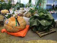 Bí ẩn vùng đất có thể trồng rau củ quả khổng lồ nhất trên thế giới