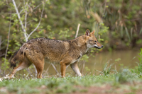 Những điều chưa biết về loài sói rừng Việt Nam quý hiếm