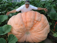 Bí ẩn vùng đất có thể trồng rau củ quả khổng lồ nhất trên thế giới