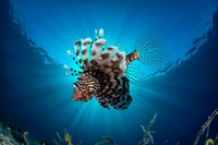 Loài cá sở hữu vẻ ngoại hình vô cùng rực rỡ nhưng là sát thủ kịch độc