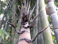 Loài tre rồng khổng lồ được ví như tre Thánh Gióng