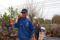 Nhật Tân ươm đào 