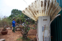 Nhật Tân ươm đào 