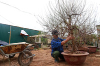 Nhật Tân ươm đào 