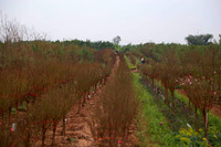 Nhật Tân ươm đào 