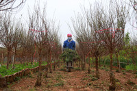 Nhật Tân ươm đào 