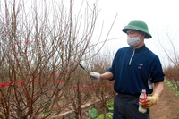 Nhật Tân ươm đào 