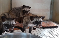 Loài thú tiết ra hương liệu quý như vàng được dùng làm nước hoa 