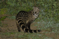 Loài thú tiết ra hương liệu quý như vàng được dùng làm nước hoa 