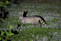 Loài thú tiết ra hương liệu quý như vàng được dùng làm nước hoa 