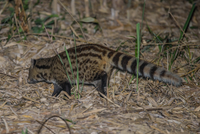 Loài thú tiết ra hương liệu quý như vàng được dùng làm nước hoa 
