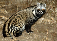 Loài thú tiết ra hương liệu quý như vàng được dùng làm nước hoa 