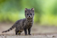 Loài thú tiết ra hương liệu quý như vàng được dùng làm nước hoa 