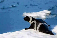 Loài hải cẩu quý hiếm có bộ lông 