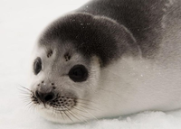 Loài hải cẩu quý hiếm có bộ lông 
