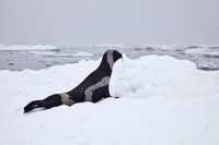 Loài hải cẩu quý hiếm có bộ lông 