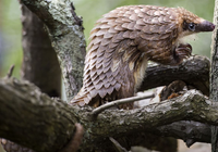 Những loài Tê tê quý hiếm còn tồn tại trên trái đất